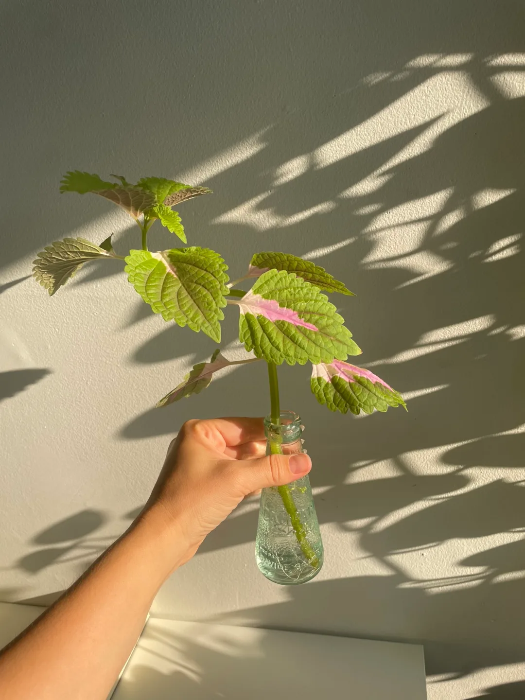 Small Coleus Plant Cutting + Glass thumbnail