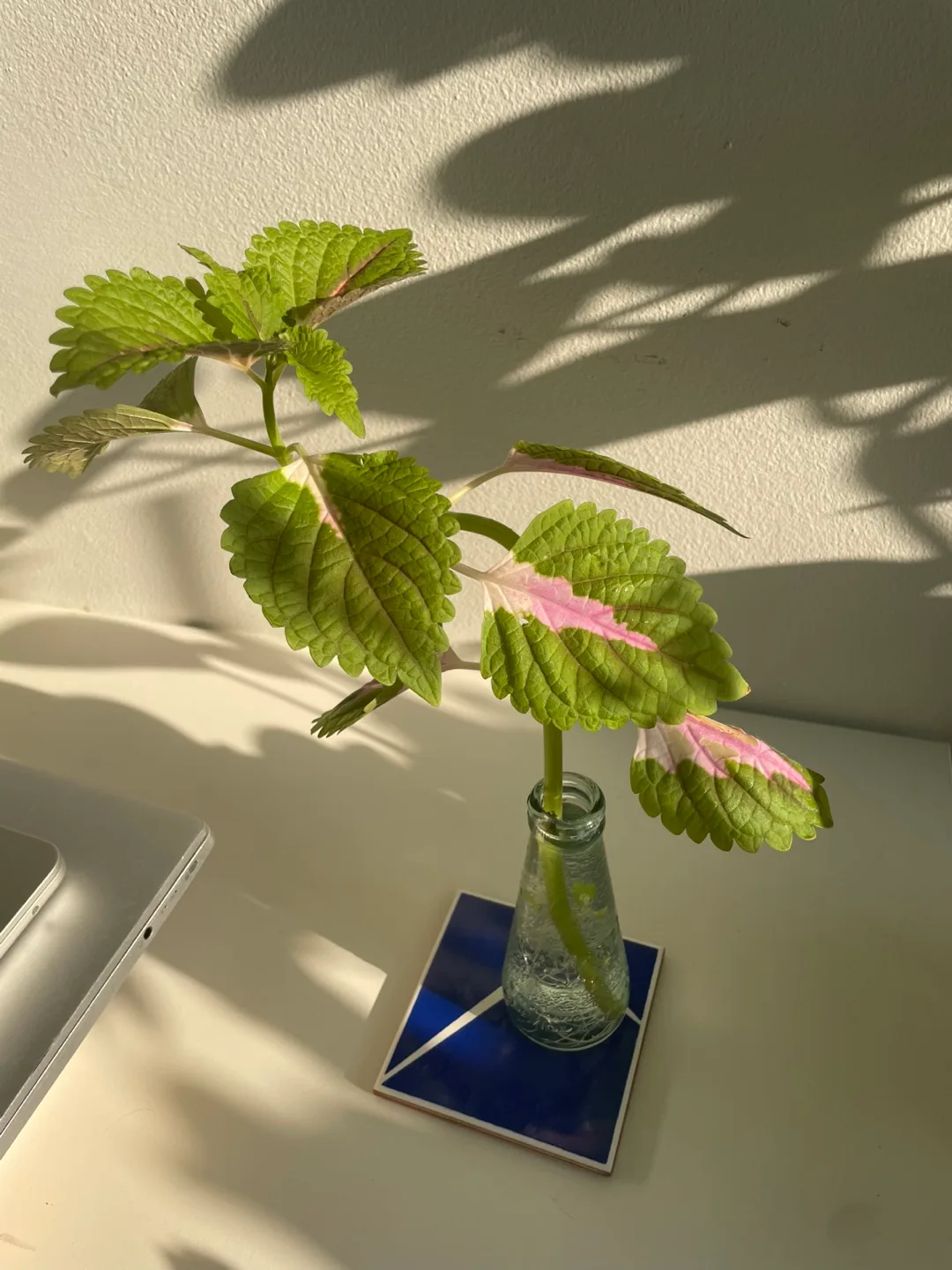 Small Coleus Plant Cutting + Glass image indicator(2)