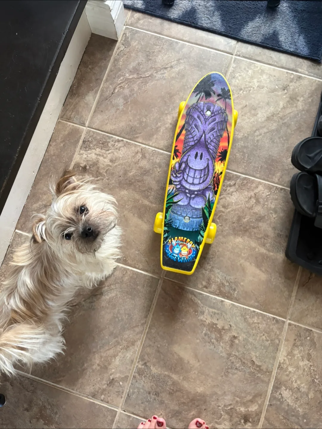 Flameboy Wet Willy Penny board 🥕 image indicator(3)