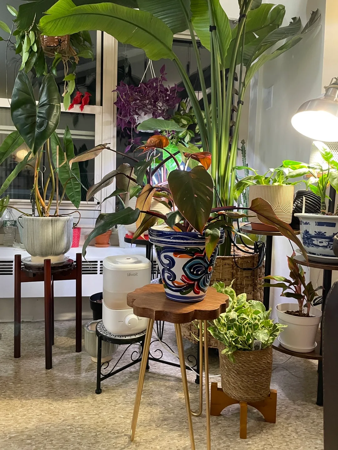 Philodendron Pink Princess Plant image indicator(4)