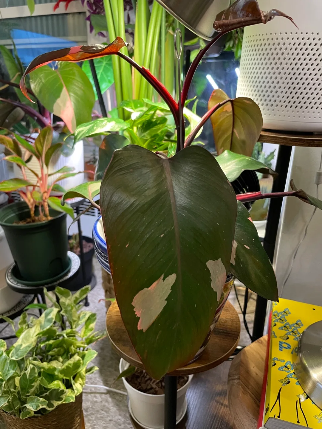 Philodendron Pink Princess Plant image indicator(3)