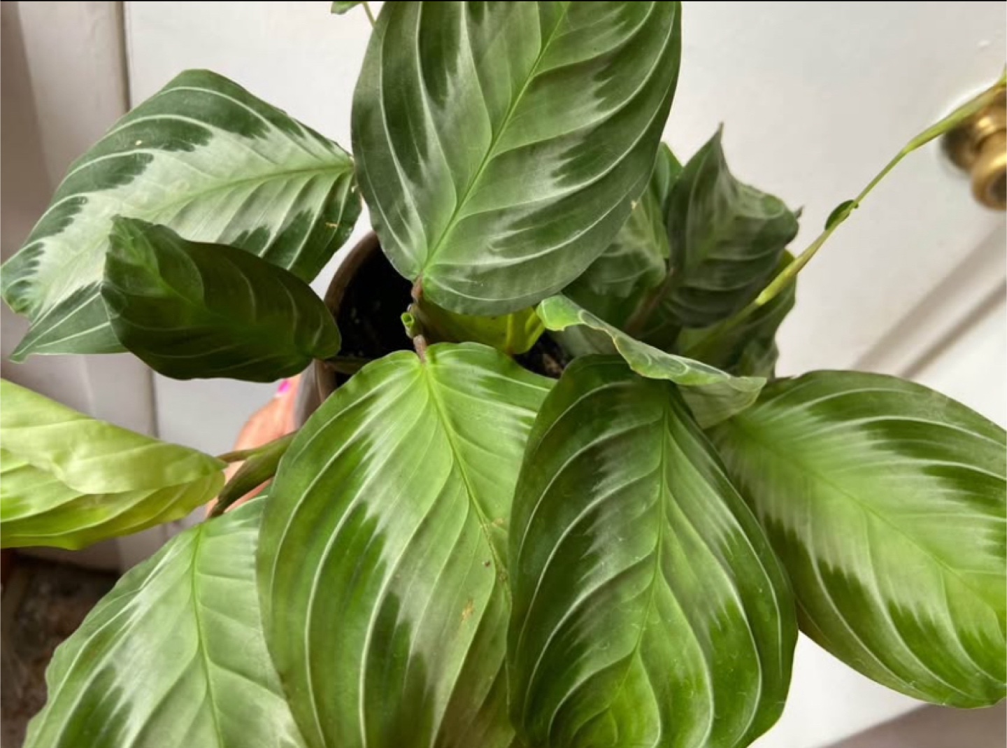 Maranta Silver Band with ceramic pot - photo 5