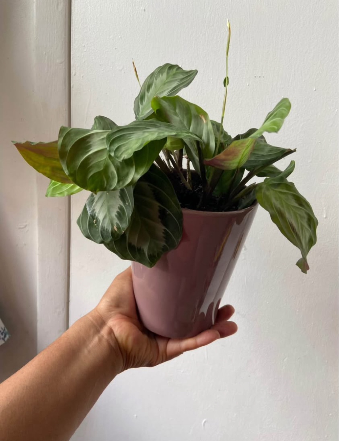 Maranta Silver Band with ceramic pot - photo 2