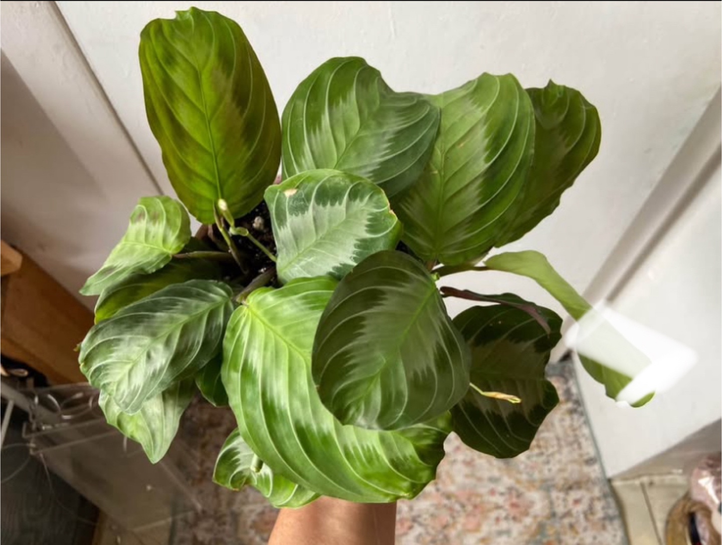 Maranta Silver Band with ceramic pot