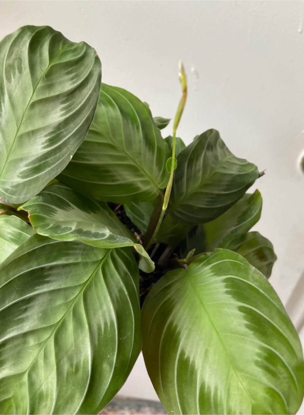 Maranta Silver Band with ceramic pot - photo 3