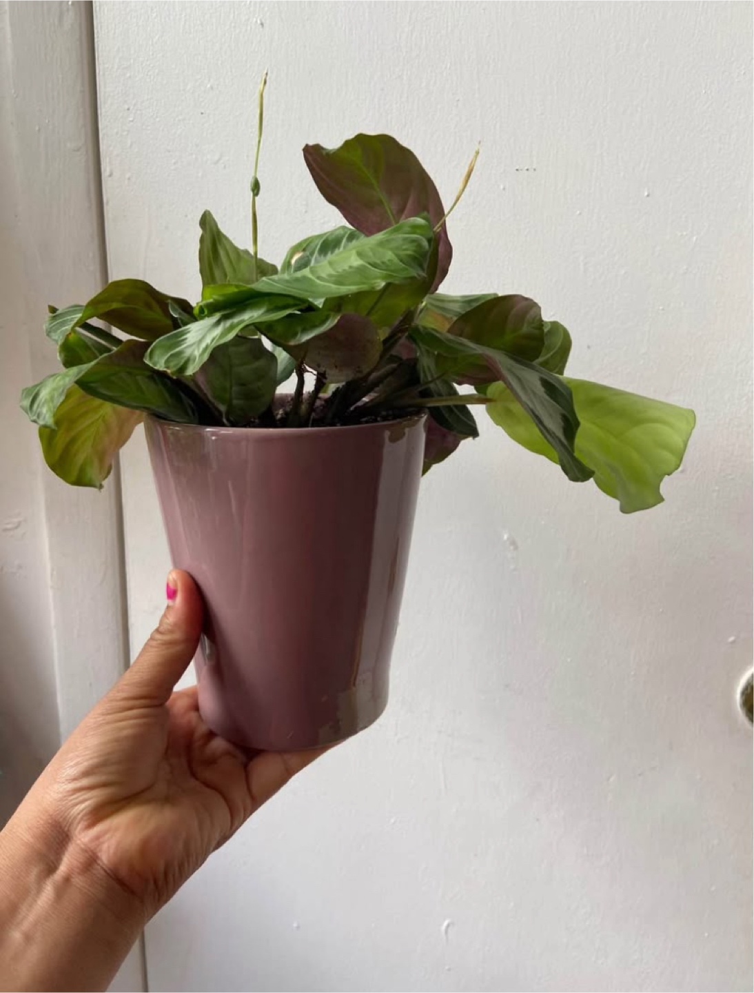 Maranta Silver Band with ceramic pot - photo 4