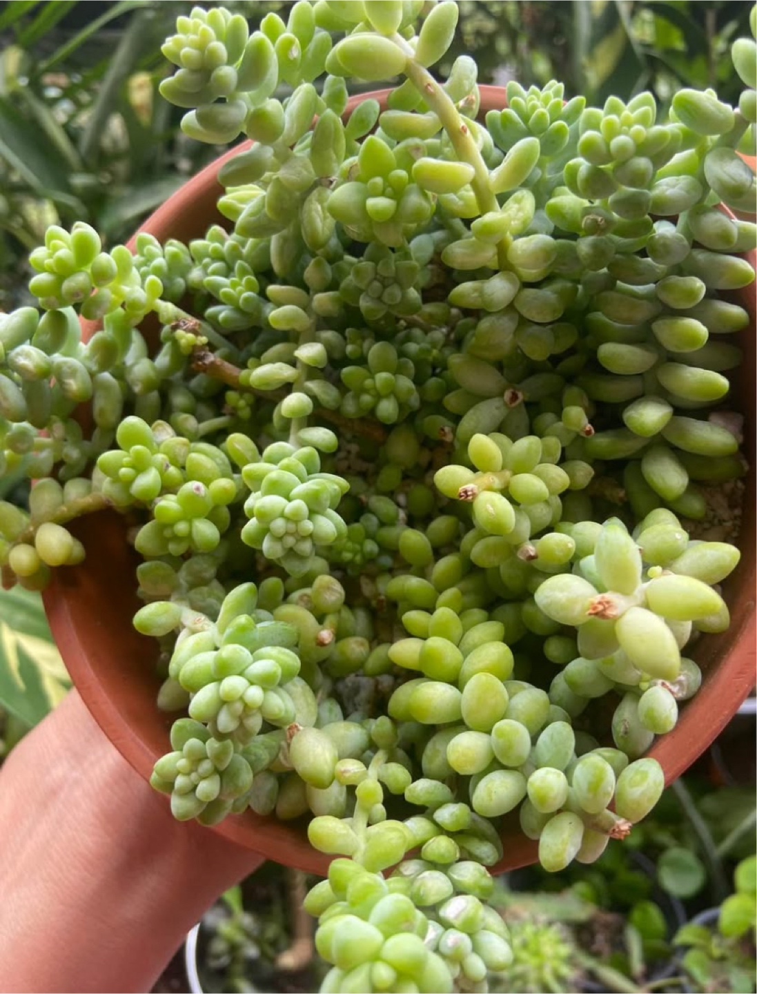 Burro's Tail  in Terracotta Pot - photo 5