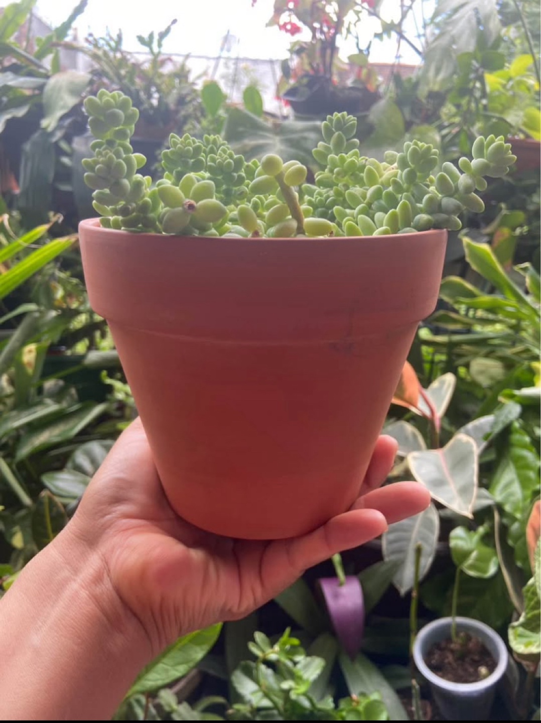 Burro's Tail  in Terracotta Pot - photo 2