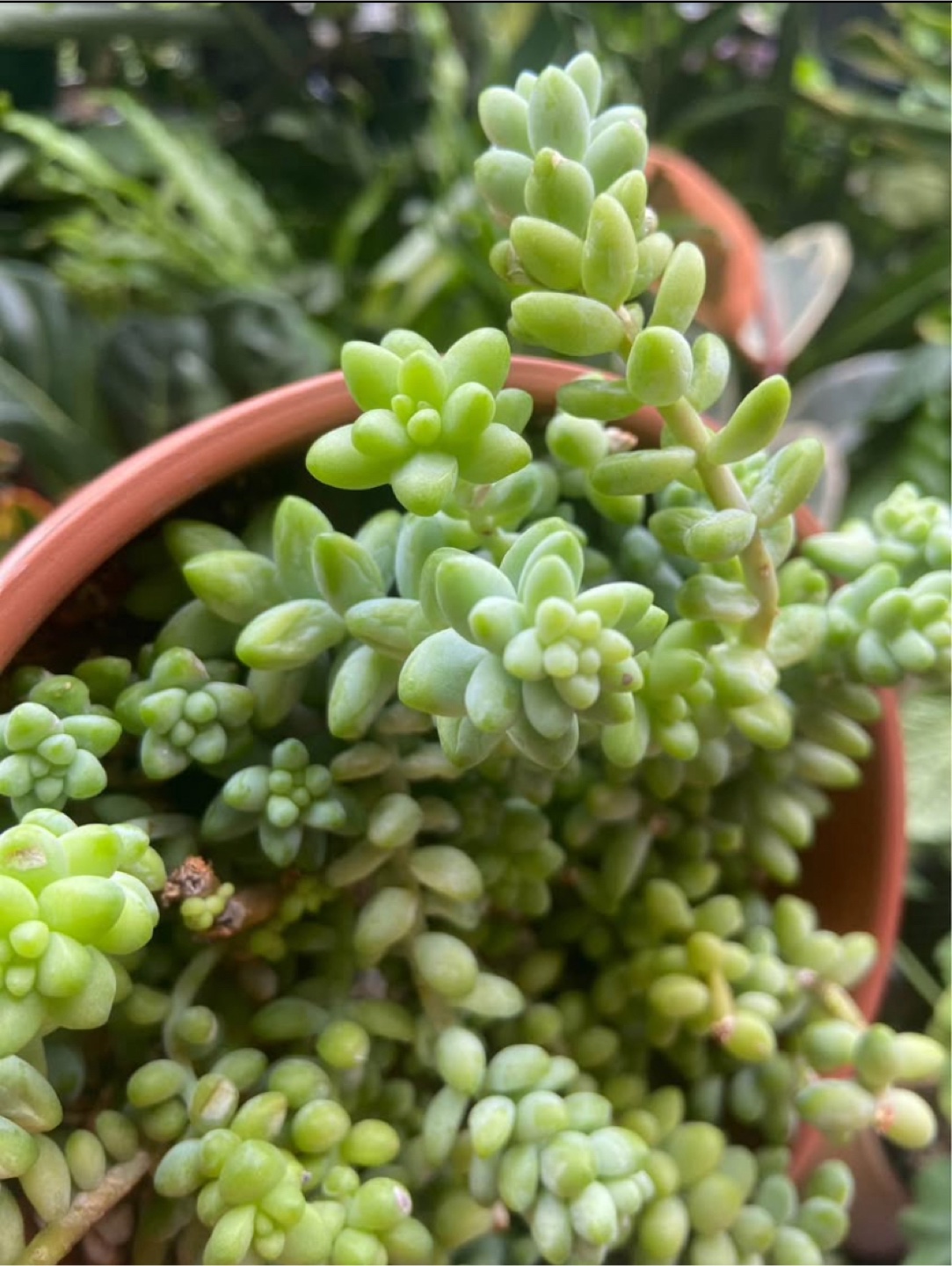Burro's Tail  in Terracotta Pot - photo 3