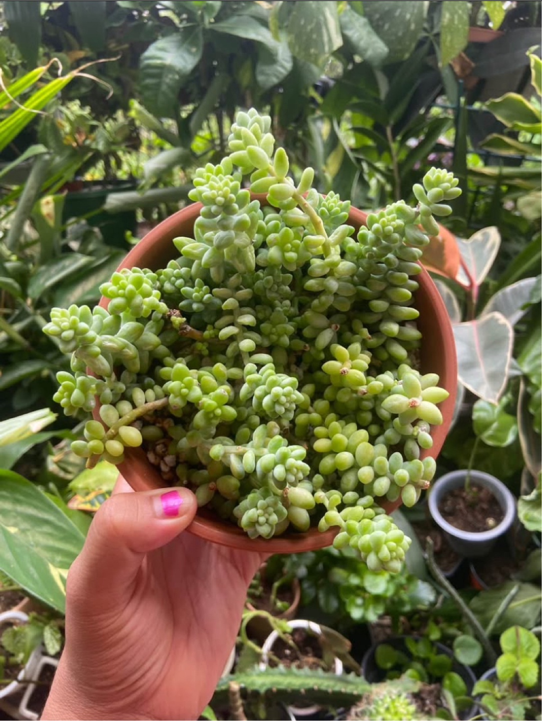 Burro's Tail  in Terracotta Pot