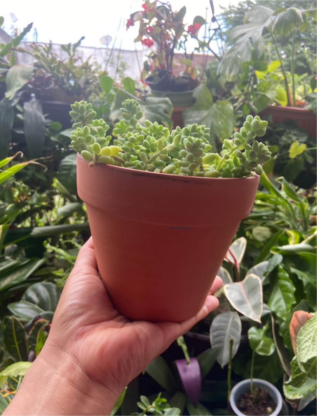 Burro's Tail  in Terracotta Pot - photo 4