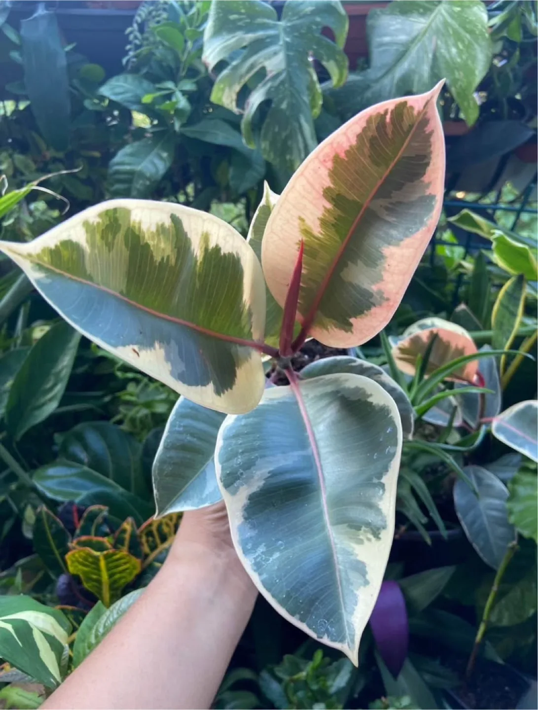 Ficus Tineke thumbnail