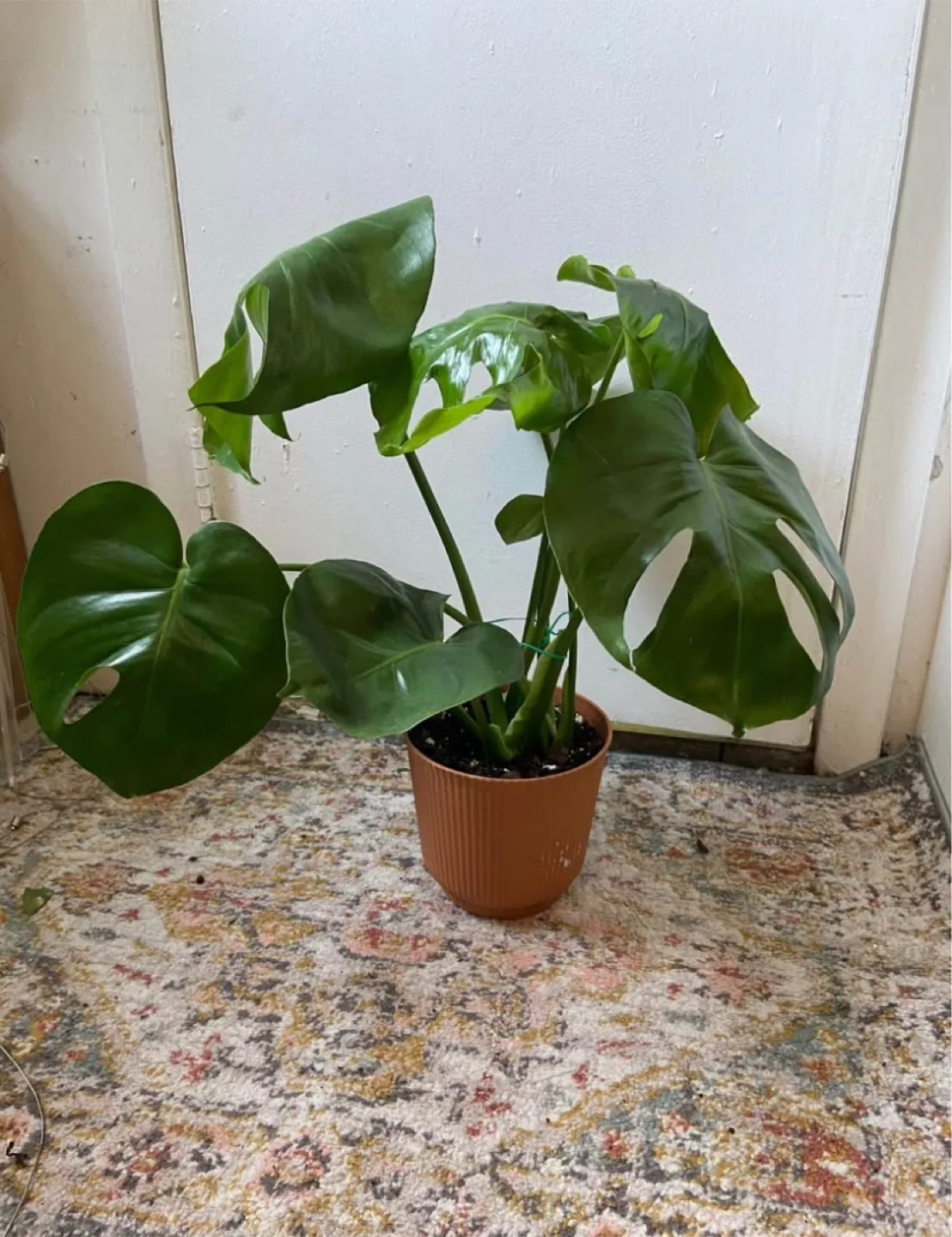 Monstera deliciosa thumbnail