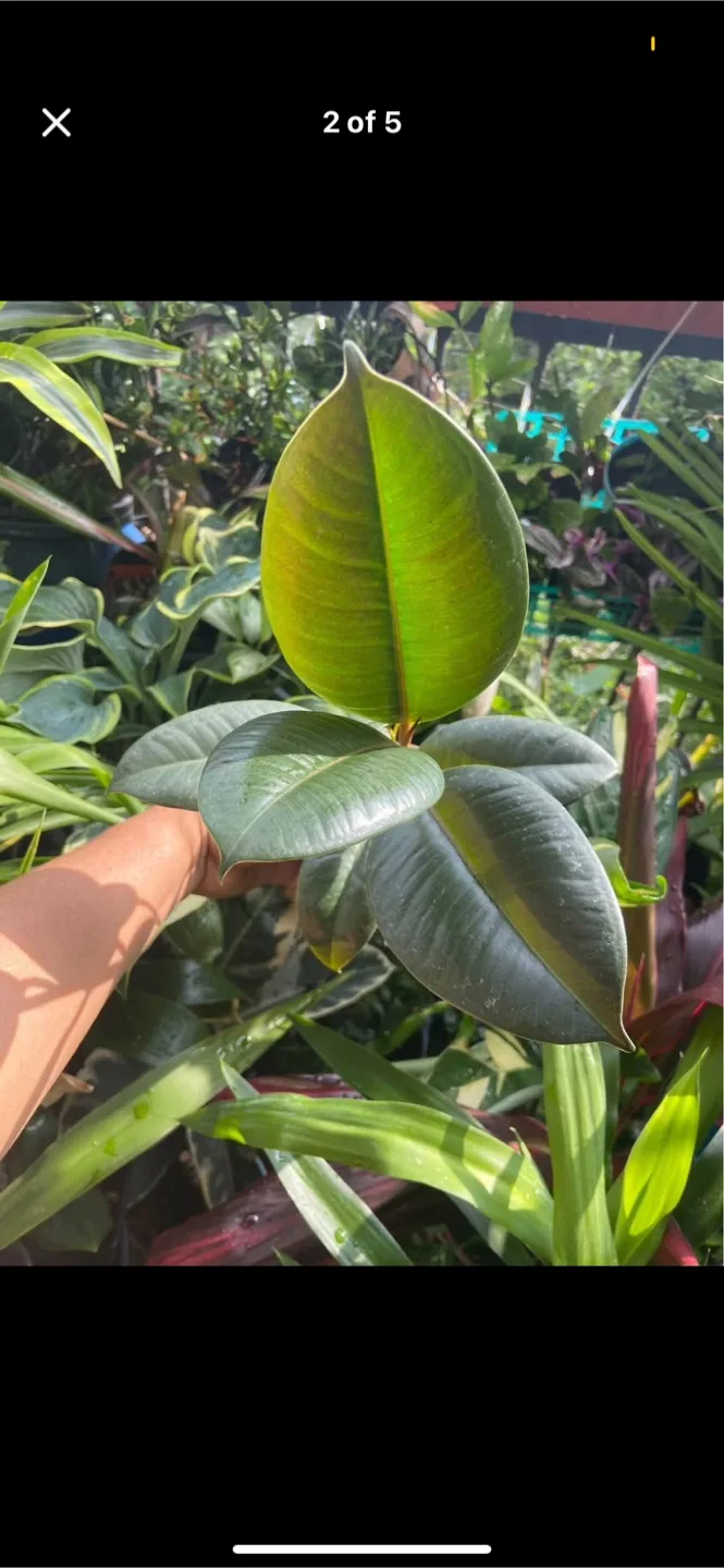 Ficus elastica in a terracota pot thumbnail