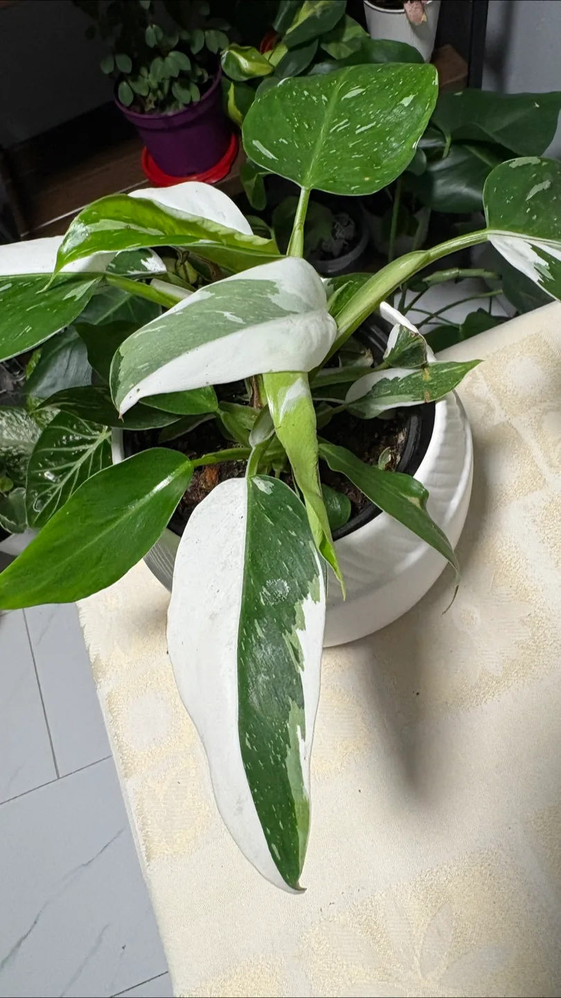 White Wizard Philodendron 😍 image indicator(2)
