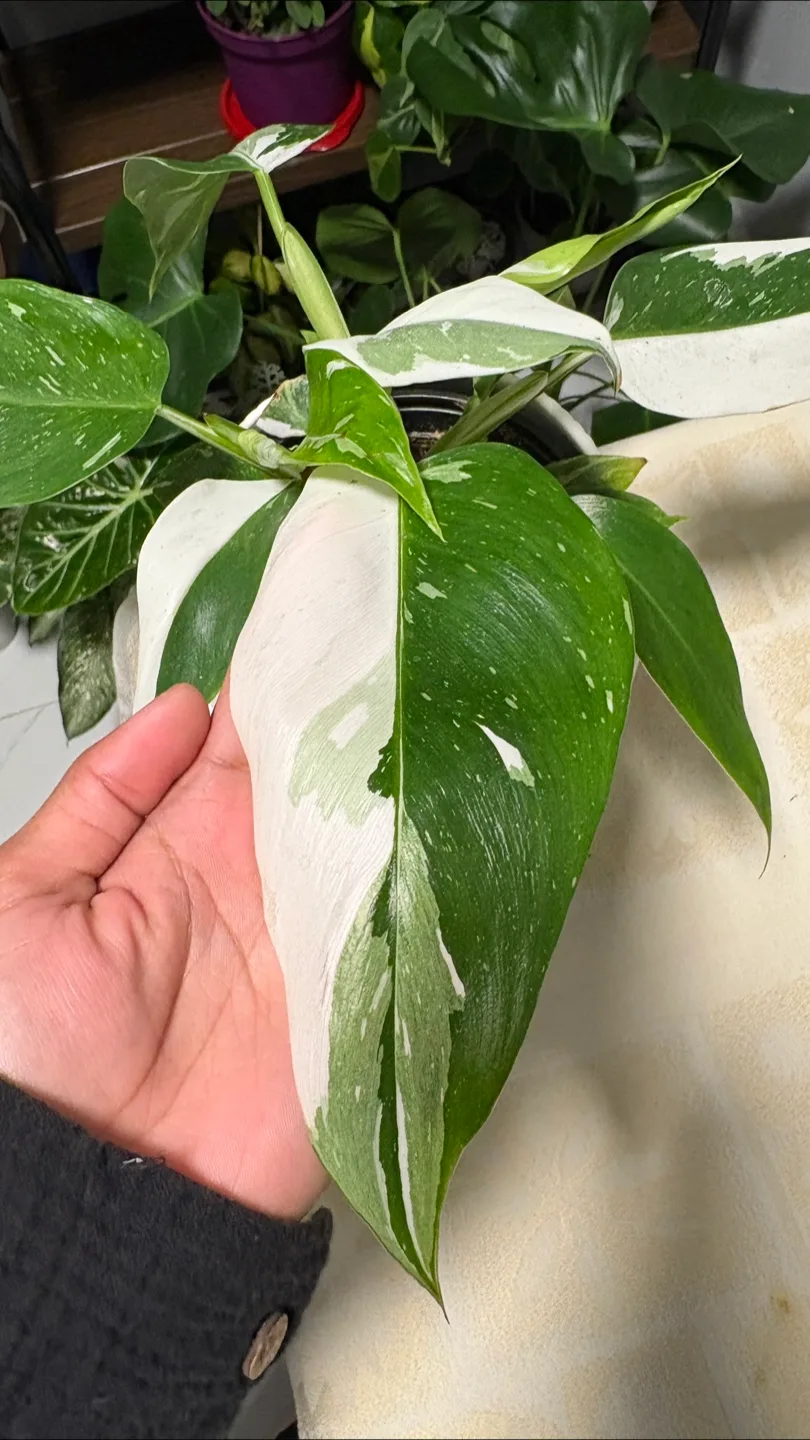 White Wizard Philodendron 😍 image indicator(4)
