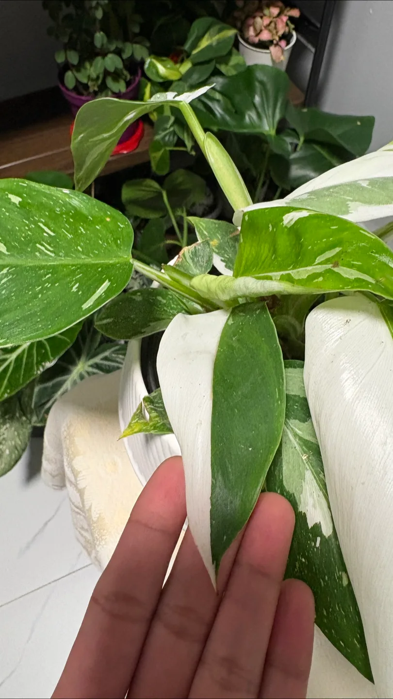White Wizard Philodendron 😍 image indicator(3)