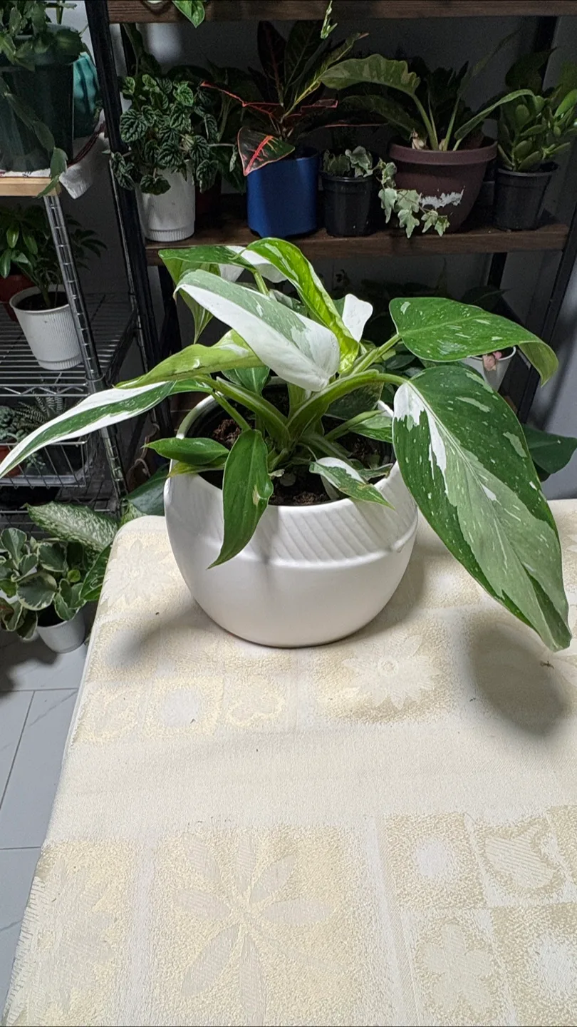 White Wizard Philodendron 😍 image indicator(5)