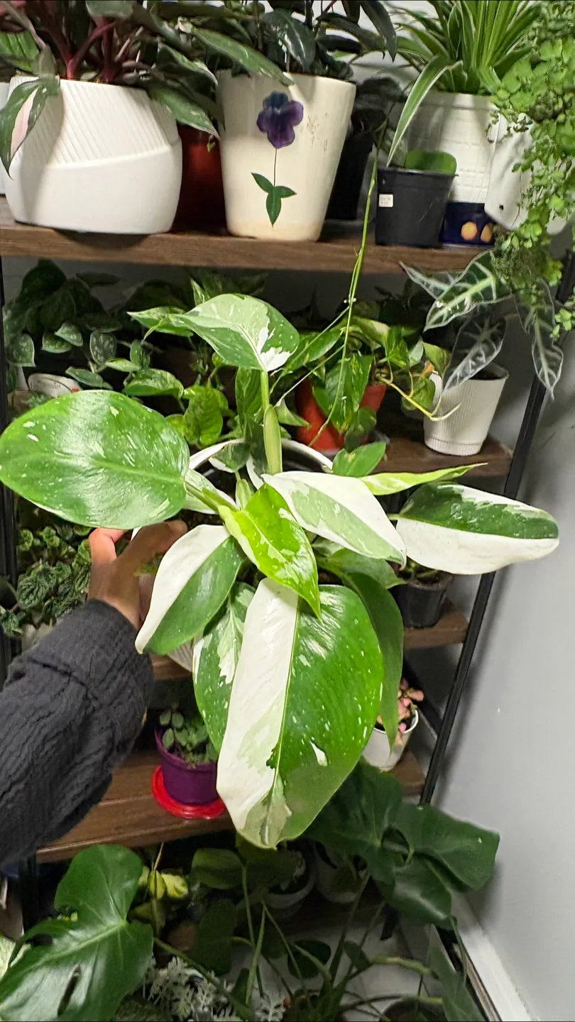 White Wizard Philodendron 😍