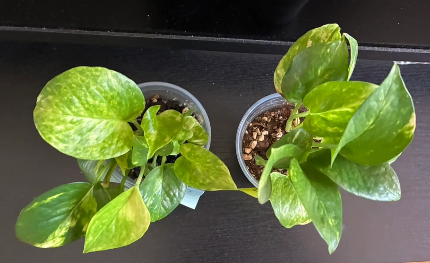 Golden Pothos Plants - Two for $5 image indicator(2)
