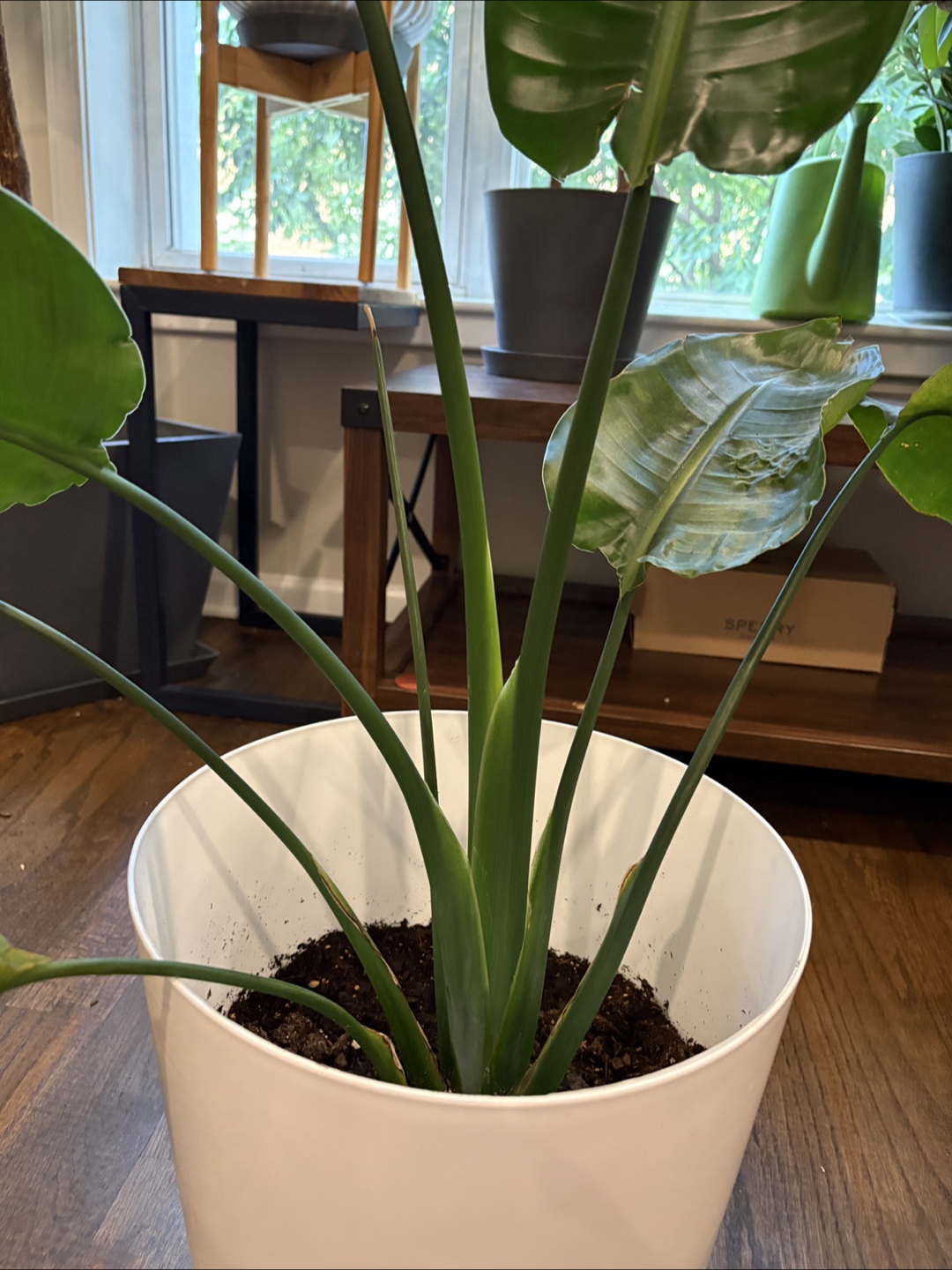 Bird of Paradise Plant - photo 2