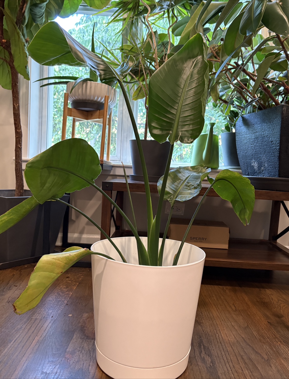 Bird of Paradise Plant - photo 3
