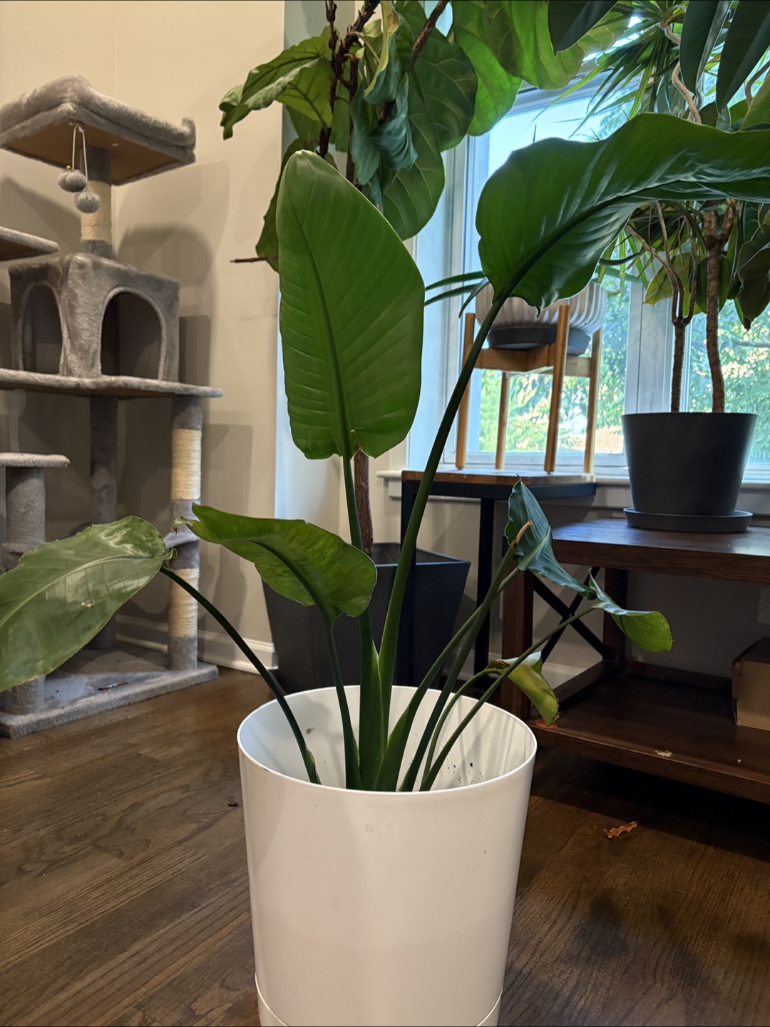 Bird of Paradise Plant
