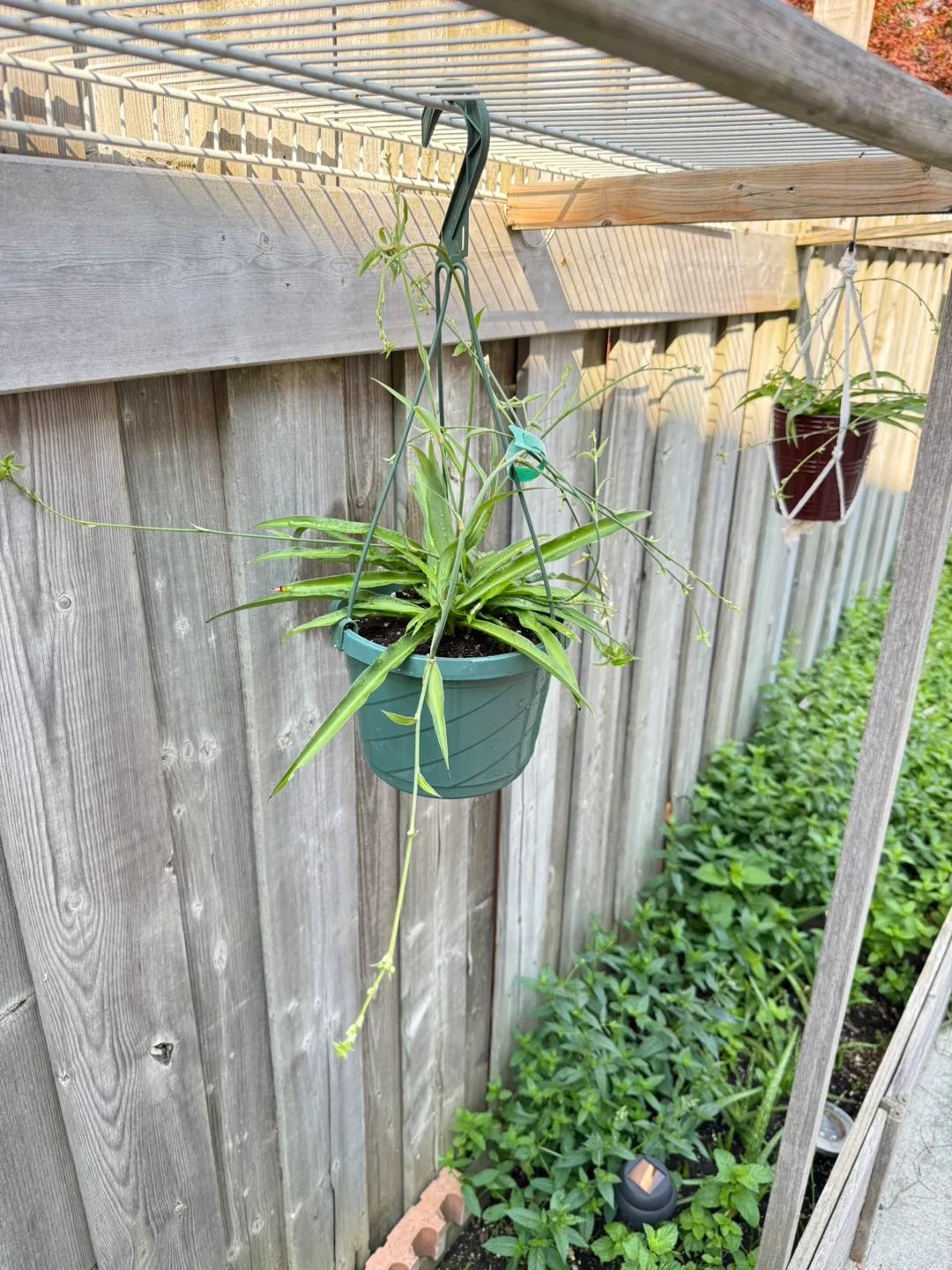 Spider Plant thumbnail
