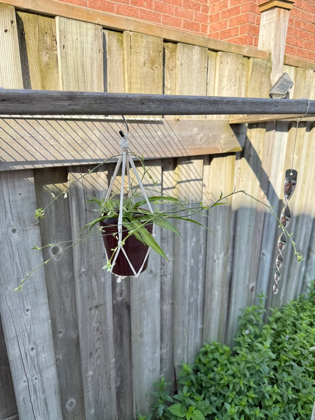 Spider Plant thumbnail