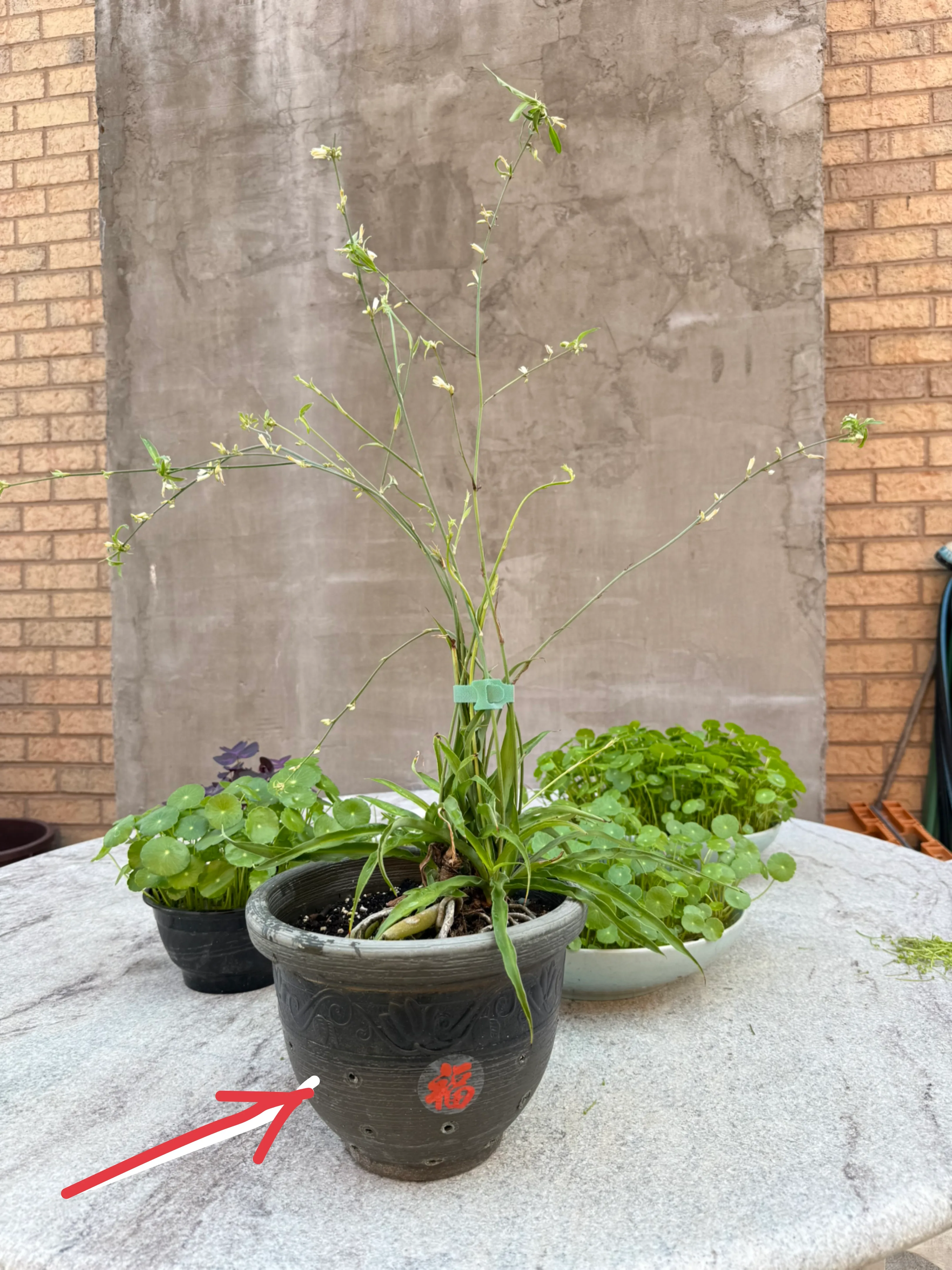 spider Plant thumbnail