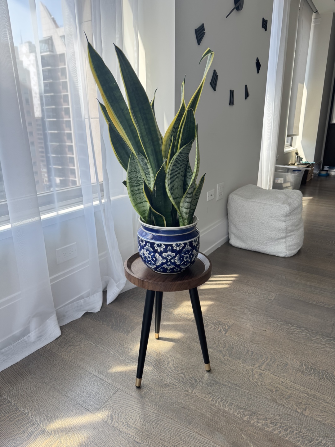 Snake Plant in Blue & White Ceramic Pot — Low Maintenance