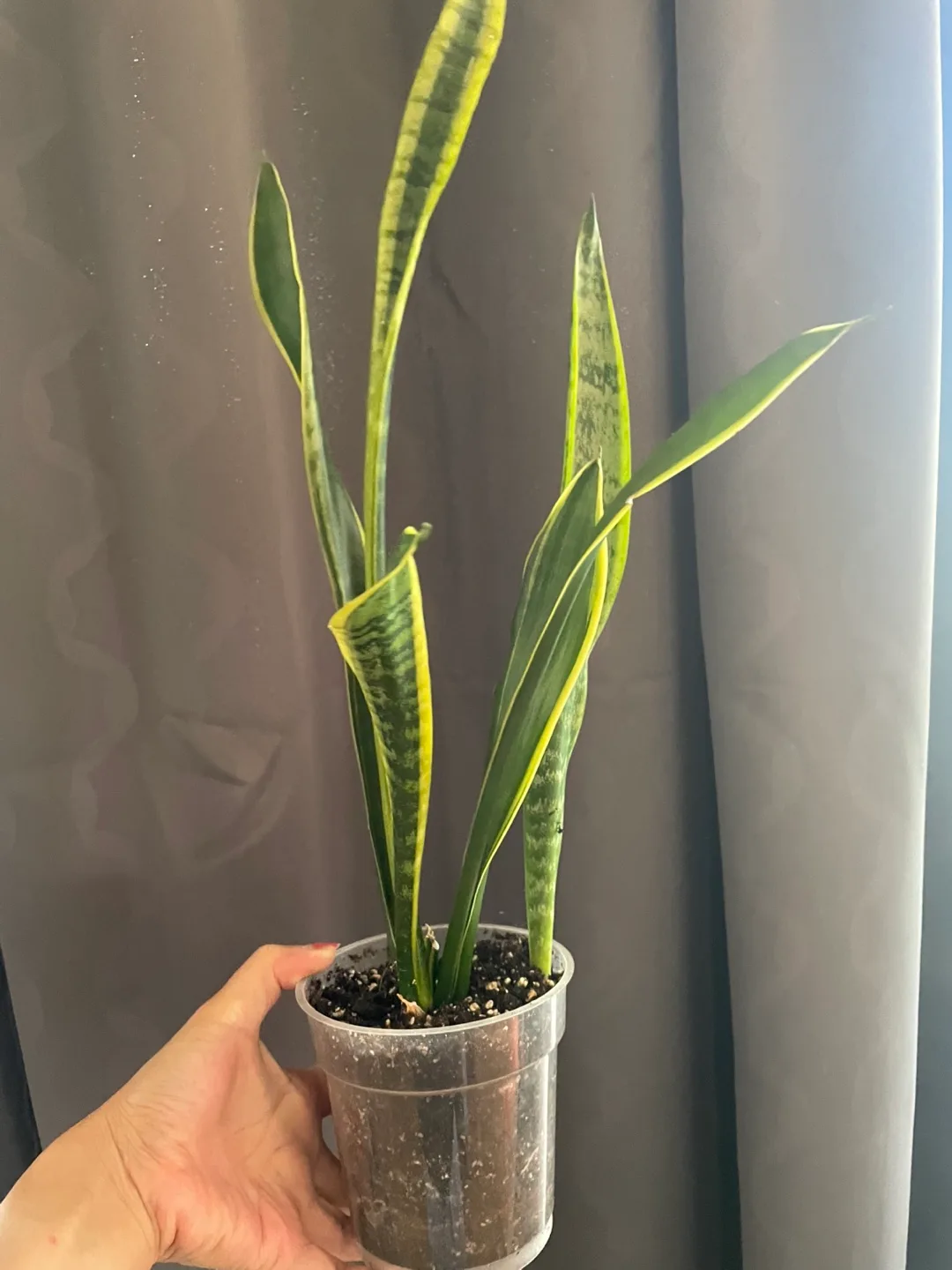 Snake Plant thumbnail