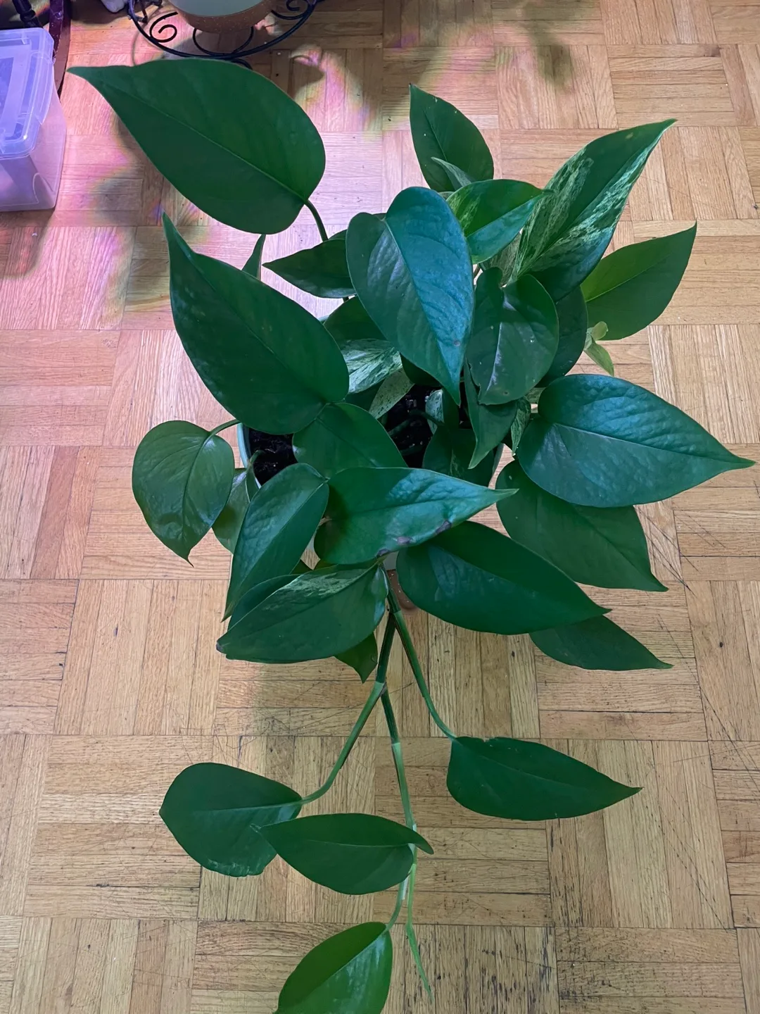 Potted Pothos Plant thumbnail