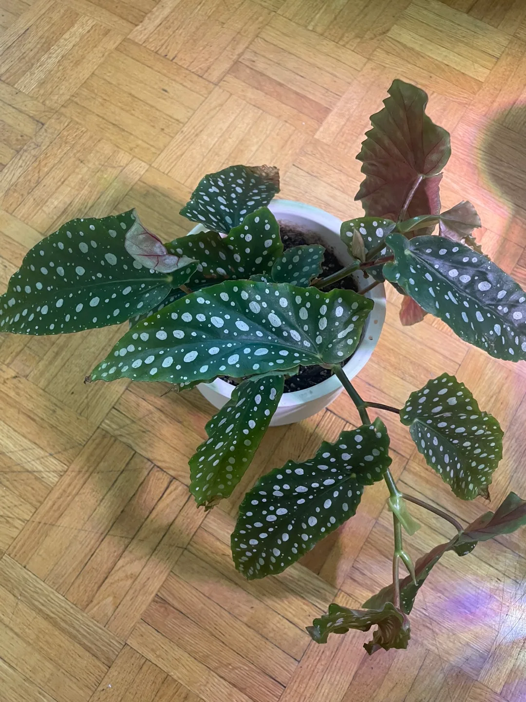 Polka Dot Begonia Plant thumbnail