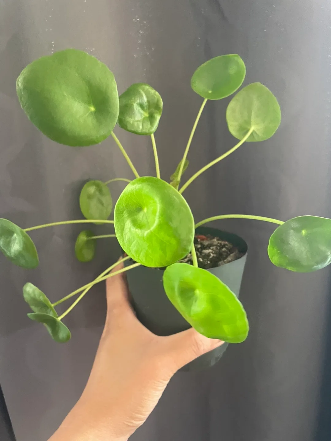 Chinese Money Plant thumbnail