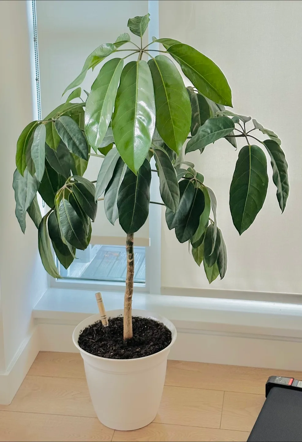 Umbrella Tree Plant image indicator(3)