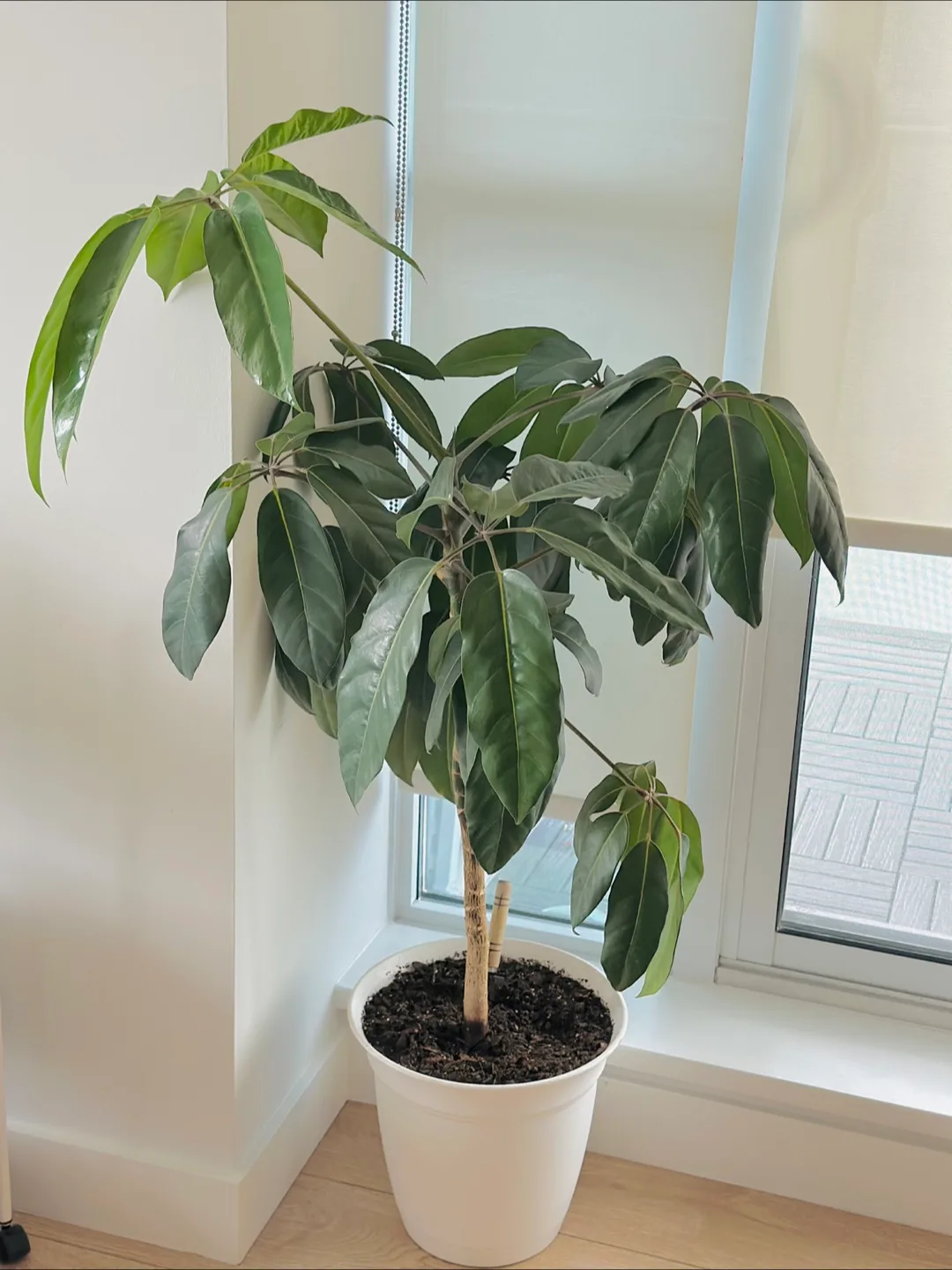 Umbrella Tree Plant thumbnail