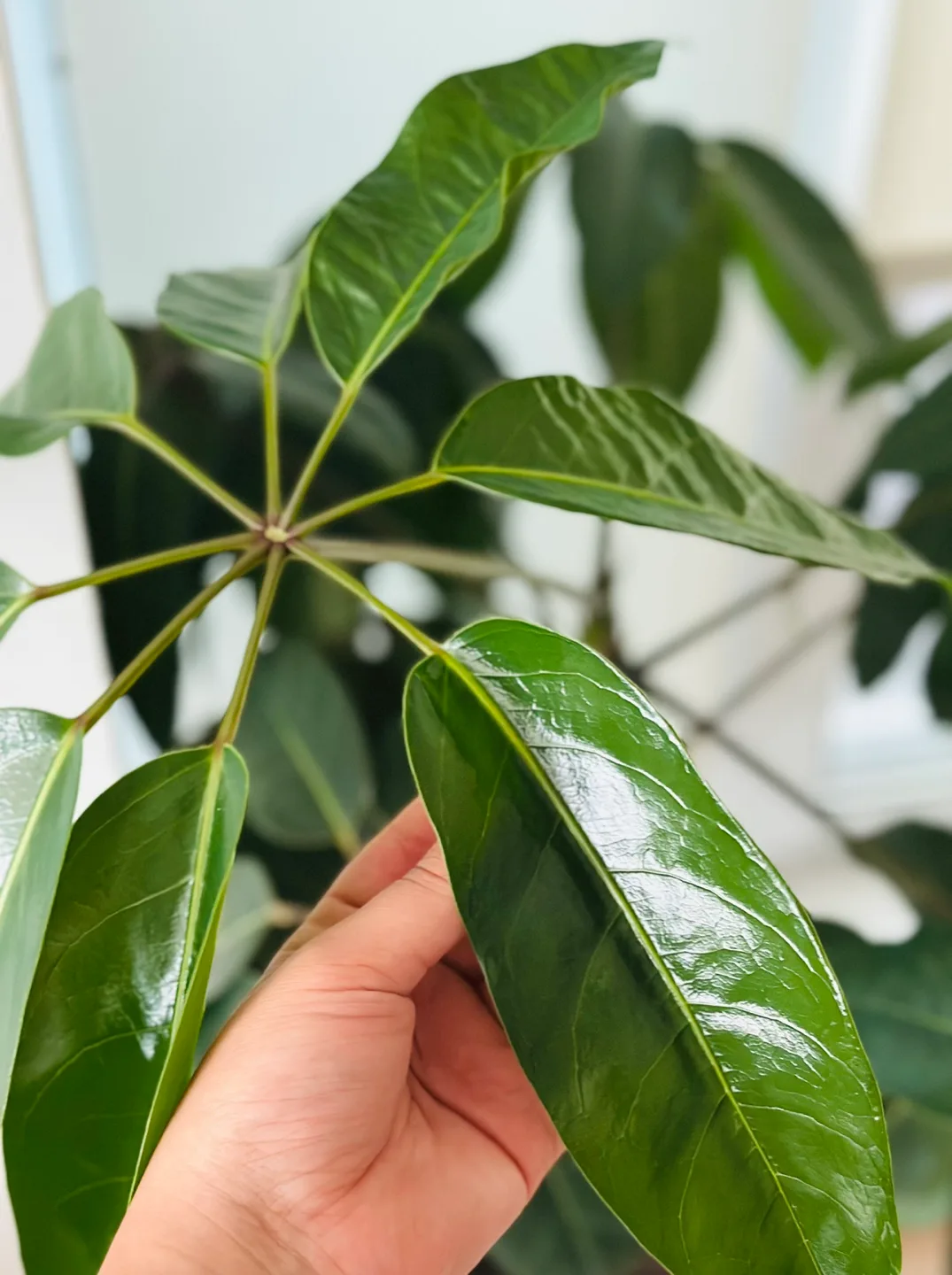 Umbrella Tree Plant image indicator(4)