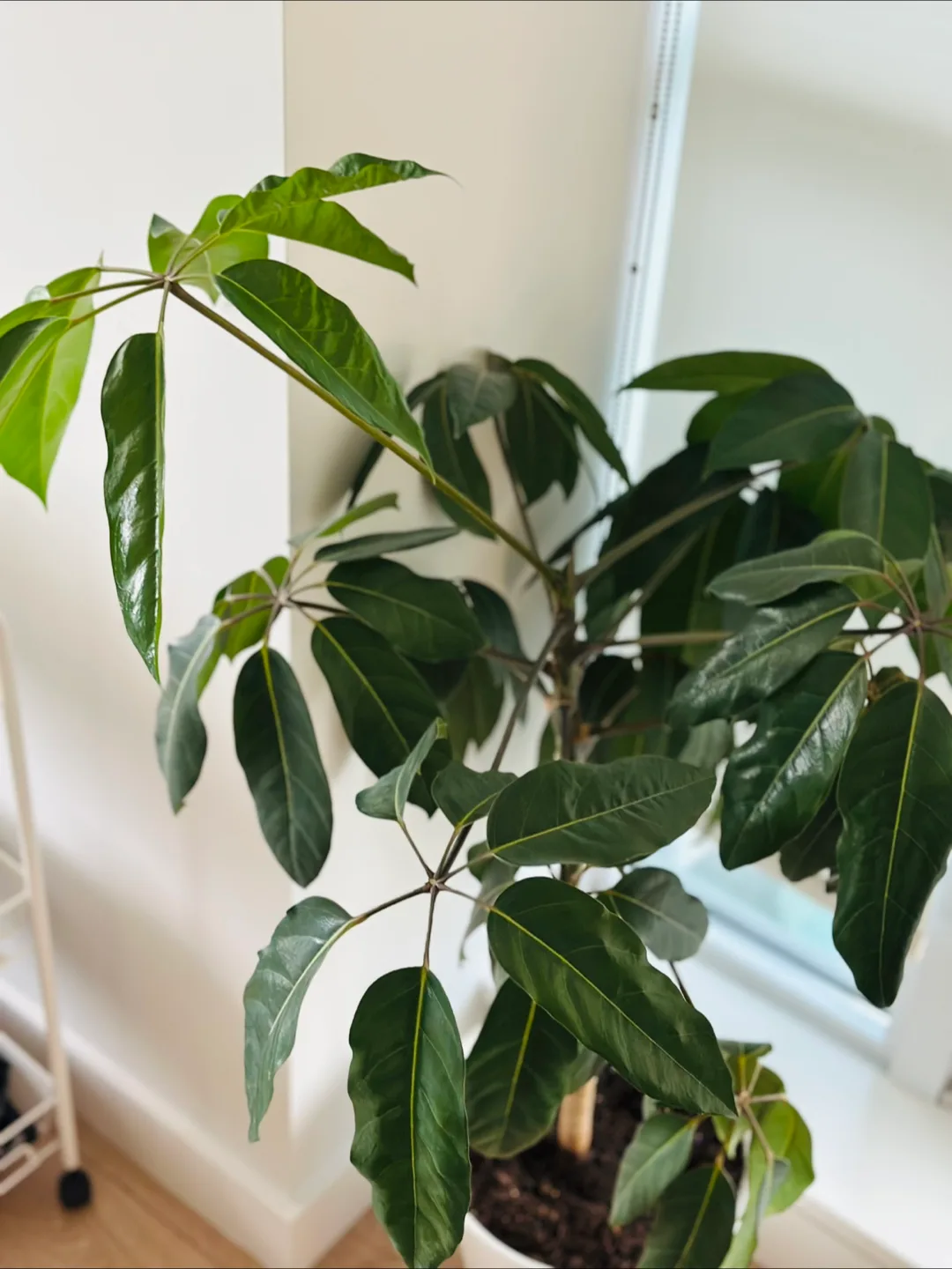 Umbrella Tree Plant image indicator(2)