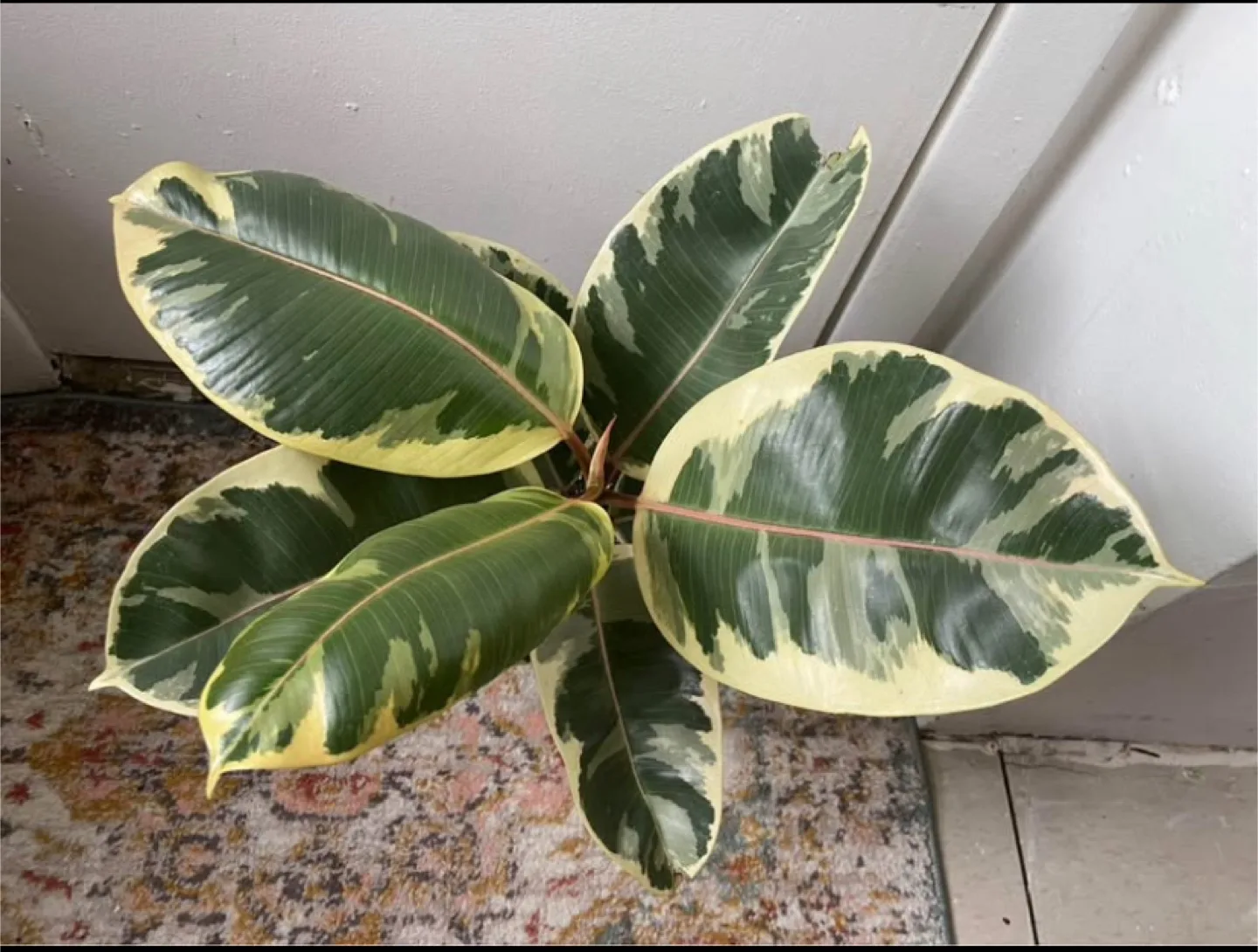 Ficus Tineke thumbnail