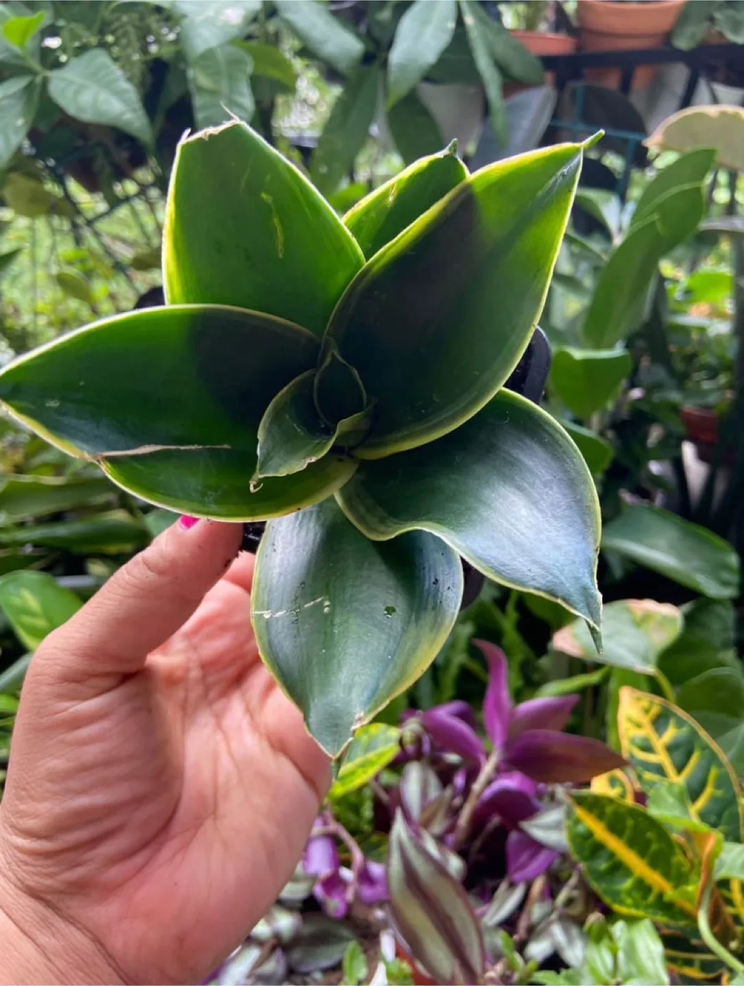 Sansevieria bird nest thumbnail