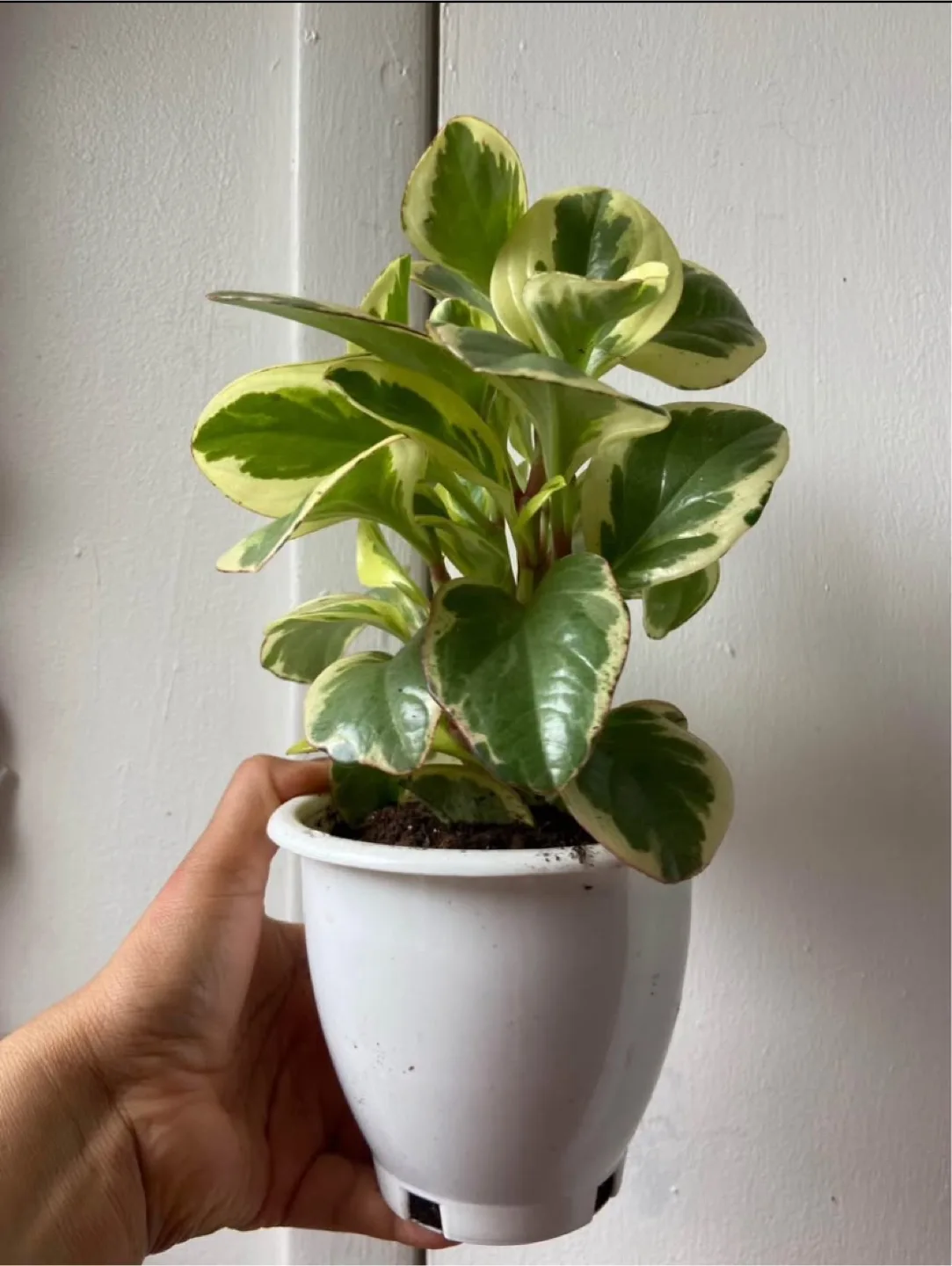 Peperomia thumbnail