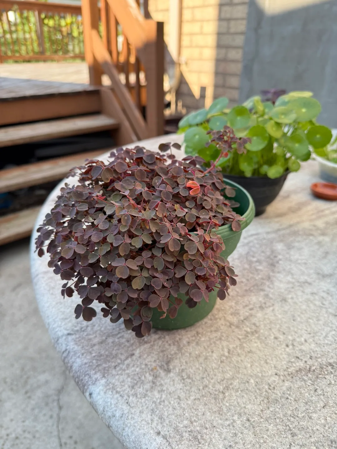 Oxalis Vuncanicola thumbnail