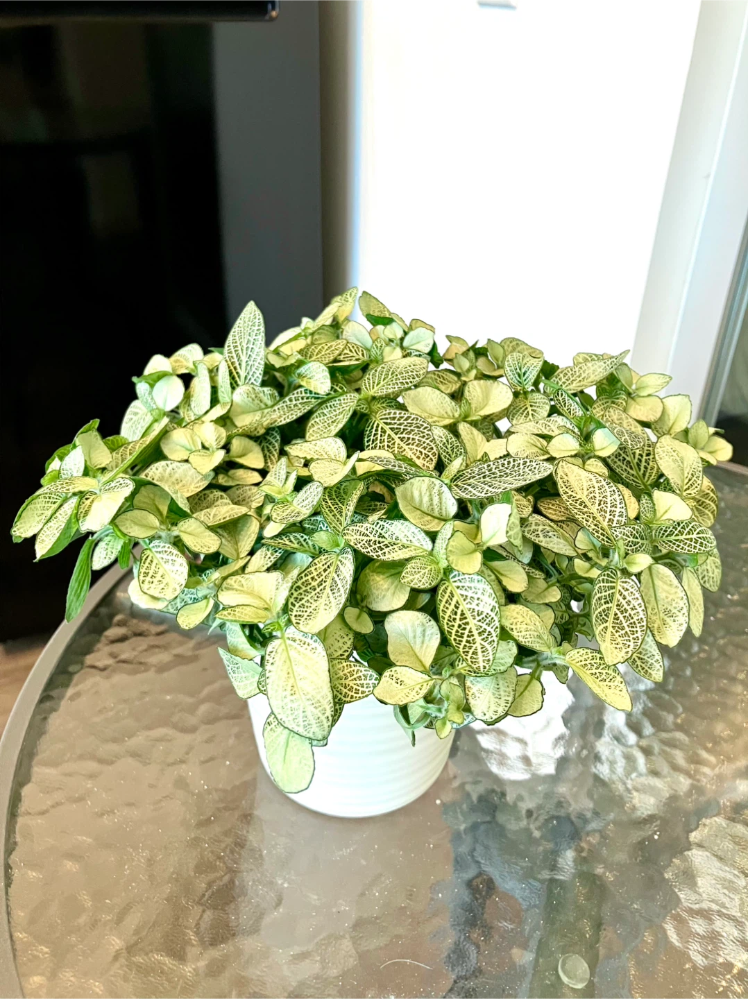 Fittonia Nerve Plant 4” nursery pot