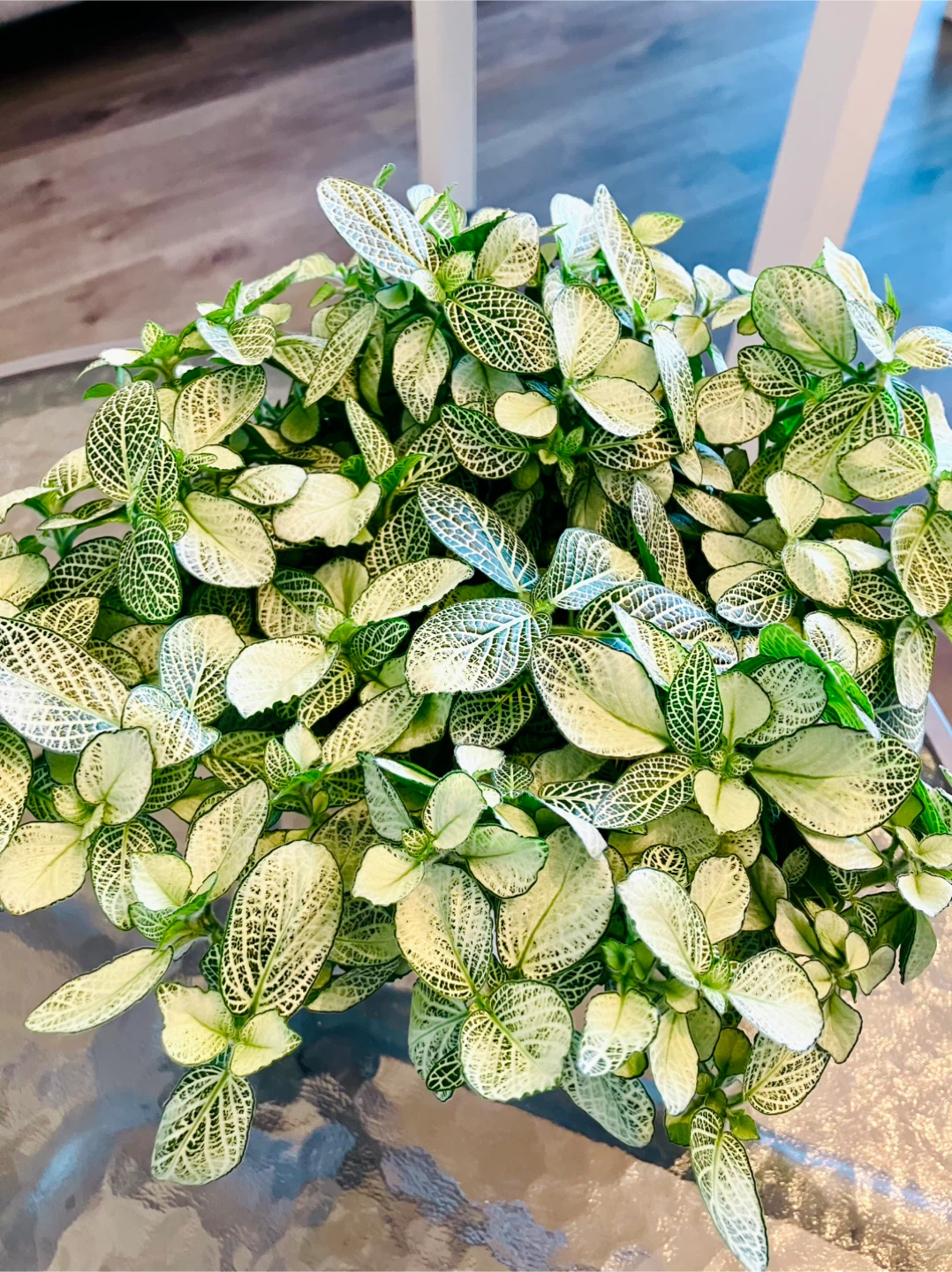 Fittonia Nerve Plant 4” nursery pot - photo 3