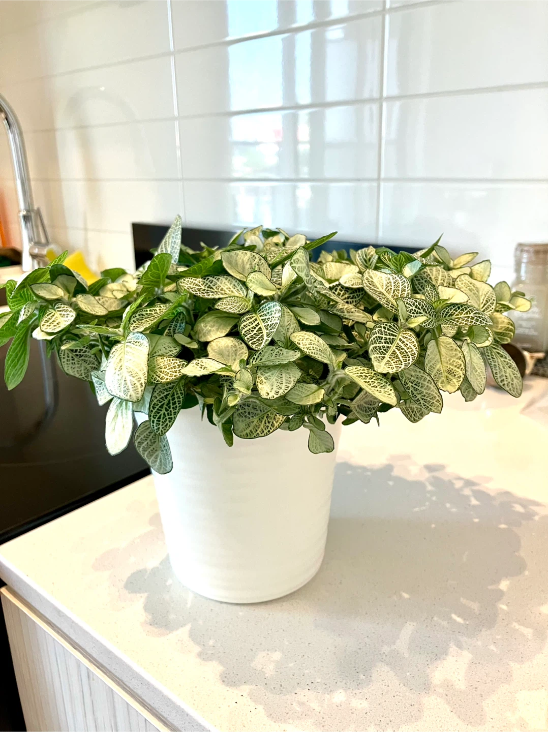 Fittonia Nerve Plant 4” nursery pot - photo 2