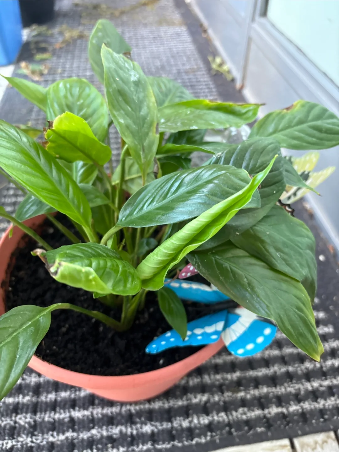 Peace lily plant image indicator(2)