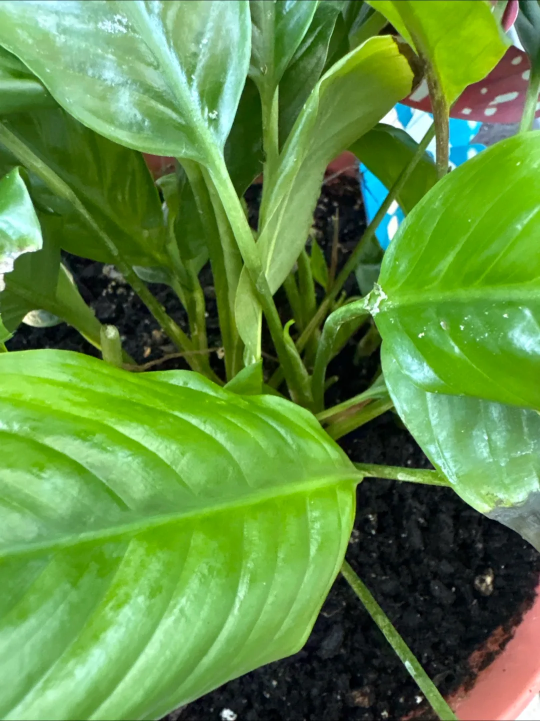 Peace lily plant image indicator(3)