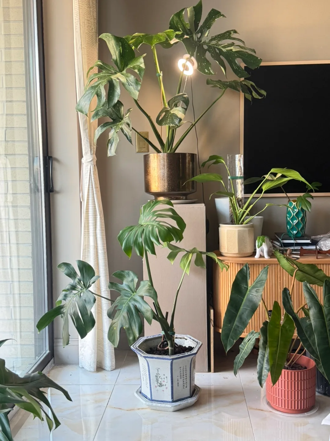 Monstera Deliciosa Plant thumbnail