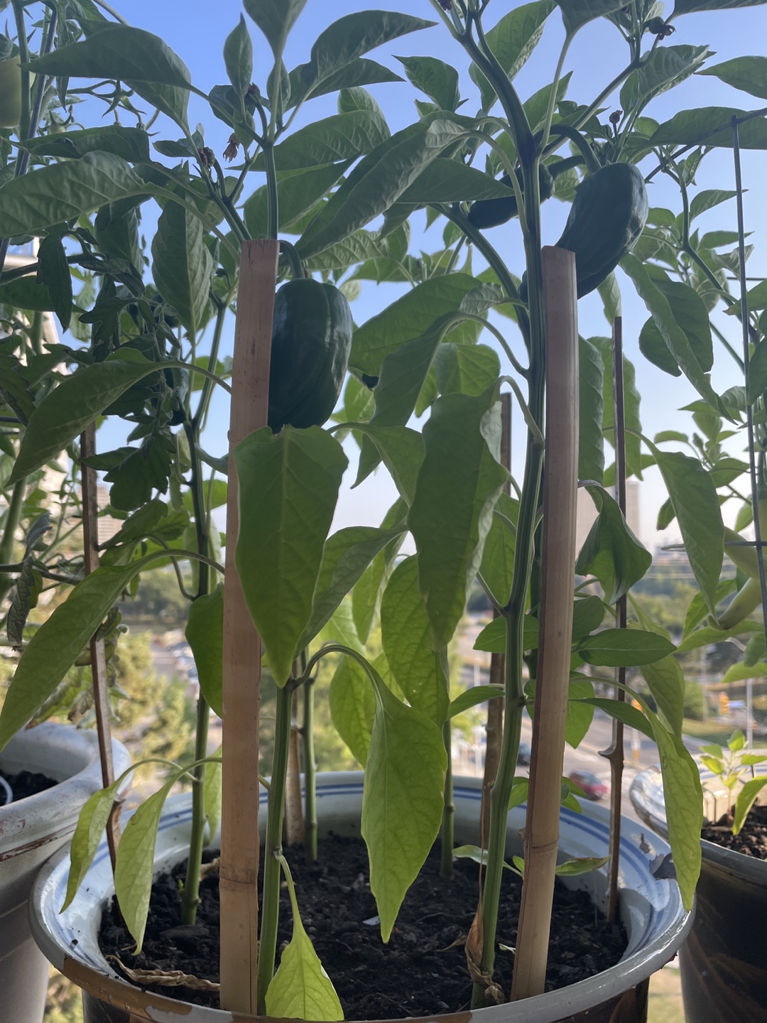 Tomatoes bell paper banana pepper - photo 2